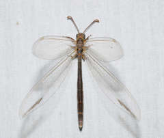 Distoleon bistrigatus