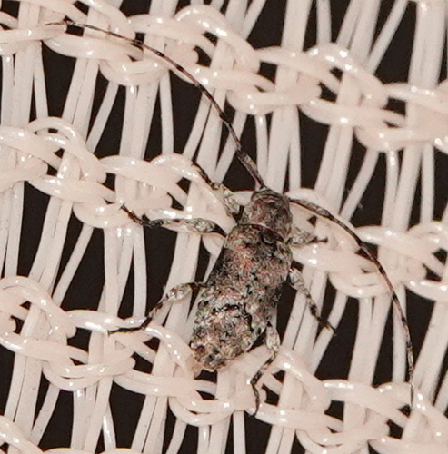 Sternidius mimeticus