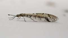 Dendroleon longipennis