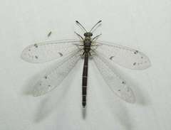 Bandidus canifrons
