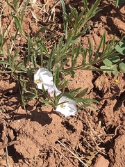 Convolvulus ammannii