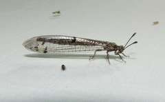 Bandidus breviusculus