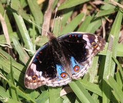 Junonia orithya albicincta