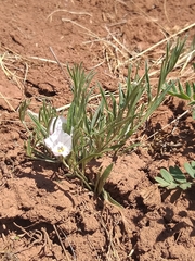Convolvulus ammannii