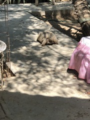 Gopherus flavomarginatus