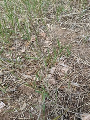 Corispermum americanum