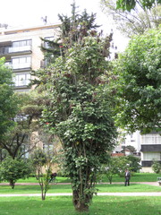 Erythrina rubrinervia