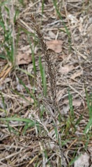 Corispermum americanum