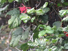 Erythrina rubrinervia