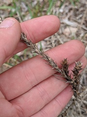 Corispermum americanum
