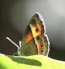 Junonia orithya albicincta