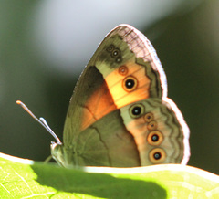 Junonia orithya albicincta