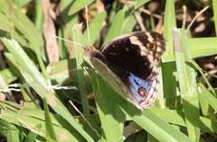 Junonia orithya albicincta