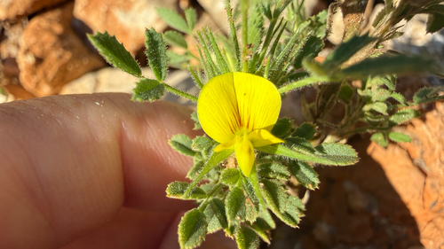 Dwarf Restharrow