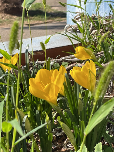 Winter Daffodil