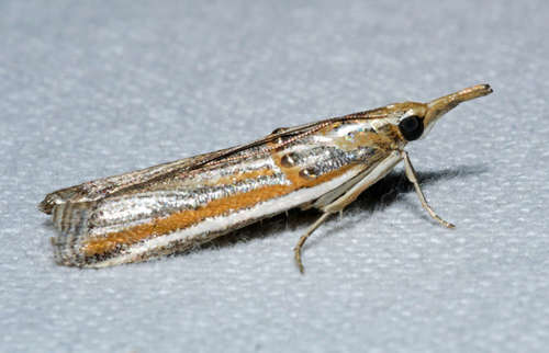 Etiella chrysoporella Meyrick, 1879