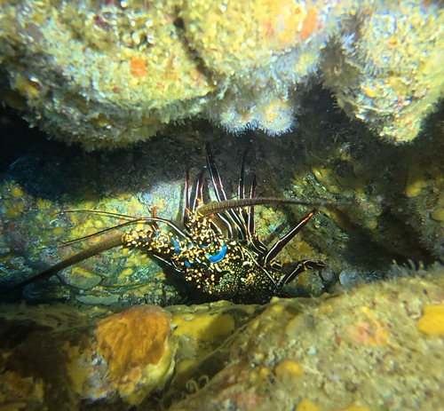 Panulirus penicillatus observed 2026-09-27