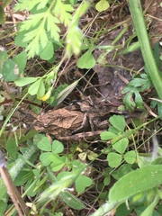 Dracotettix monstrosus