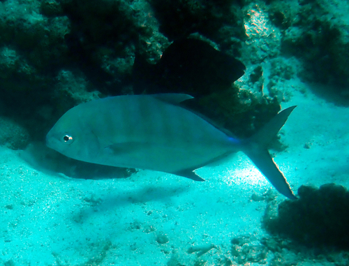Carangoides ferdau observed 2026-09-27