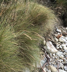 Poa flabellata