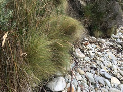 Poa flabellata