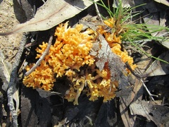 Ramaria xanthosperma