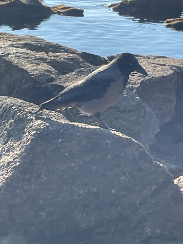 Hooded Crow