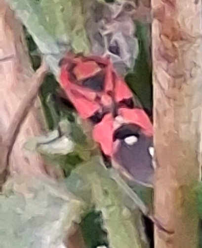 Indian Milkweed Bug