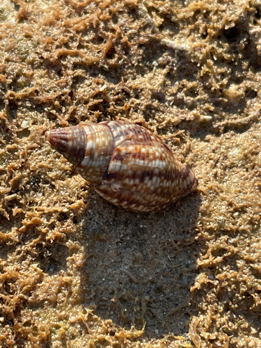 Pisania striata