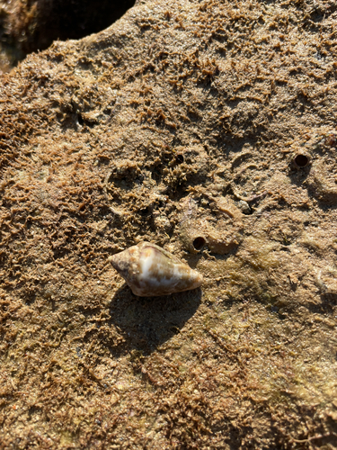 Mediterranean Cone Snail