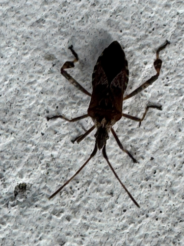 Western Conifer Seed Bug