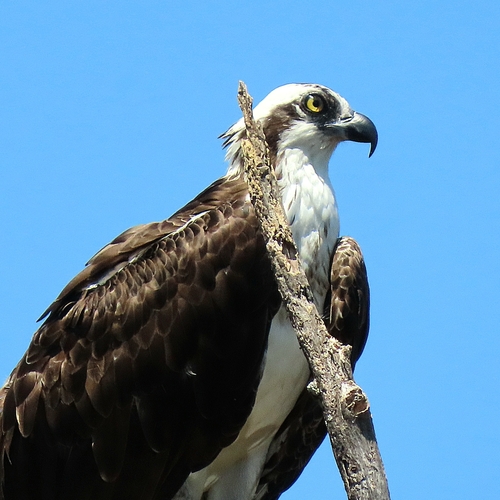 Osprey