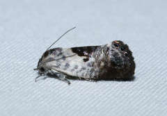 Eupselia carpocapsella