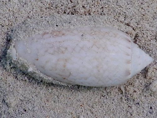 oliva reticularis, 2026-09-28