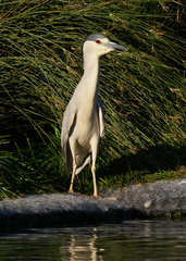 Nycticorax nycticorax