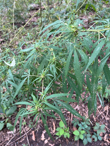 Cannabis