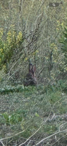 Iberian Rabbit, Portugal, photo 7 of 10