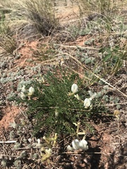 Astragalus ionae