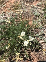 Astragalus ionae
