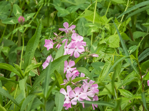 Phlox pilosa