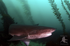 Notorynchus cepedianus