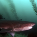 Cow and Frilled Sharks - Photo (c) Michael Bear, some rights reserved (CC BY), uploaded by Michael Bear