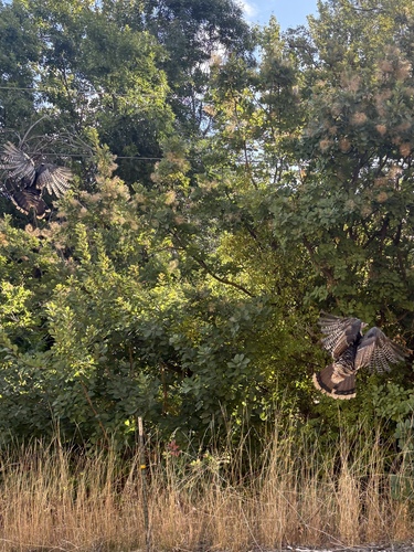 Wild Turkey