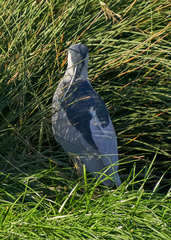 Nycticorax nycticorax