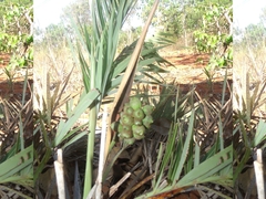 Allagoptera campestris