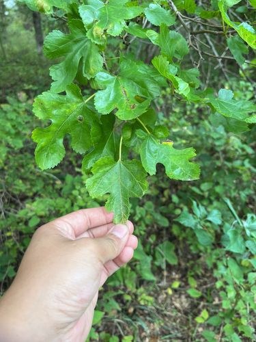 white mulberry