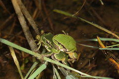 Hyla intermedia