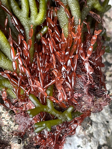 Lomentaria articulata observed 2026-09-28