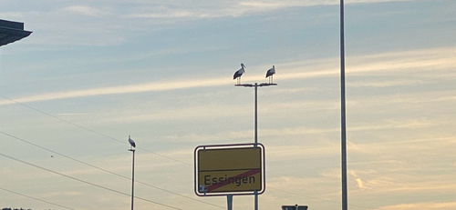 White Stork