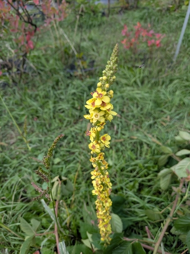 Dark Mullein